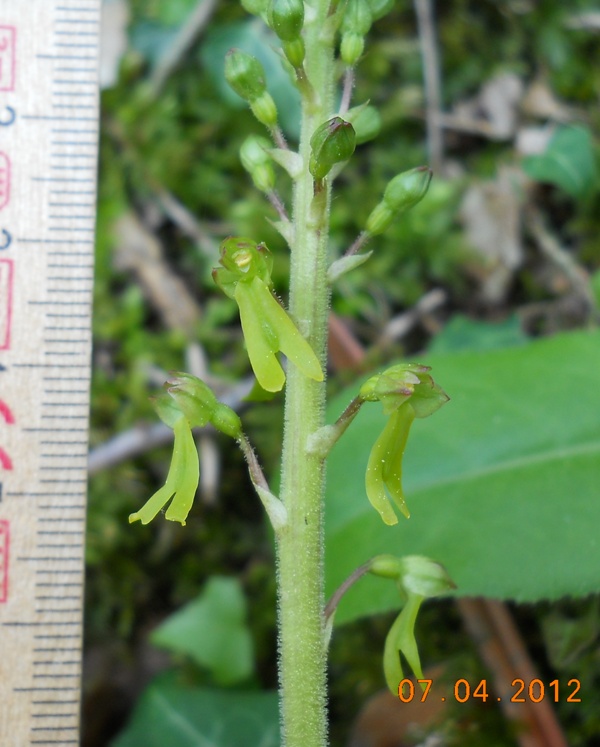 Listera ovata